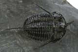 Devil Horned Cyphaspis Walteri Trilobite - Mrakib, Morocco #312265-2